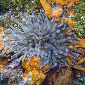 Cozumel 2011