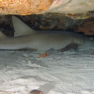 Cozumel 2011