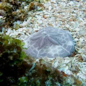Cozumel 2011