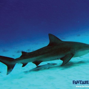 Playa Del Carmen's Bull Sharks