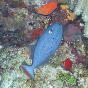 01-11_Underwater_297