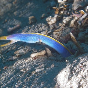 Blue ribbon eel