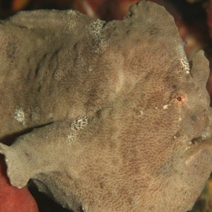 Giant Frog fish