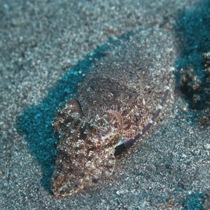 Cuttlefish during night dive