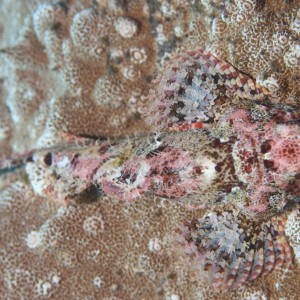 Scorpion fish