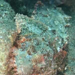 Scorpion fish