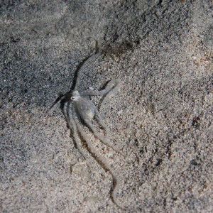 Small octopus on night dive