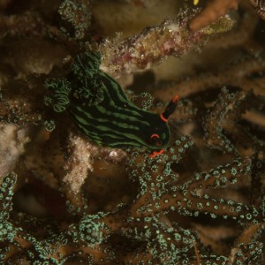 Nudi