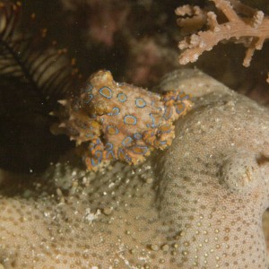 Blue-ringed octopus