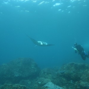 Juvenile Manta Ray