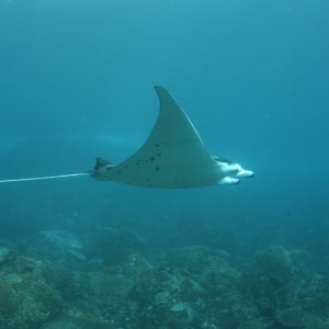 Juvenile Manta Ray