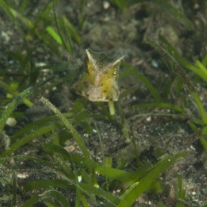 Cow fish. first and only time I've seen one