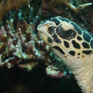 Hawkbill turtle - up, close and personal