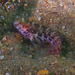 blenny_0311_003