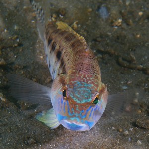 fish_0311_001