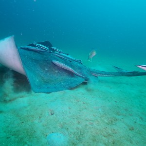 stingray_0311_002