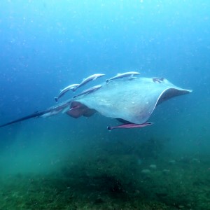 stingray_0311_004_small