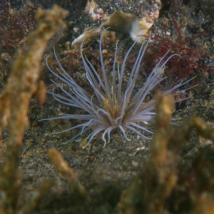 anenome_0311_0041