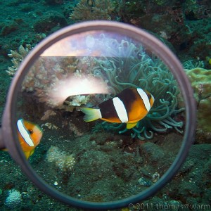 http://diving.warmling.com/