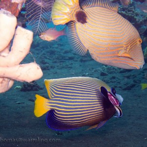 http://diving.warmling.com/