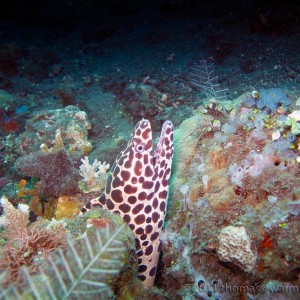 http://diving.warmling.com/