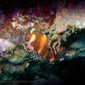 http://diving.warmling.com/