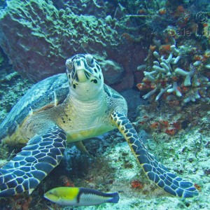 Cozumel Hawksbill Turtle