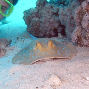 Dan-with-blue-spotted-ray