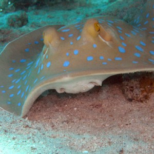 blue-spotted-ray-3