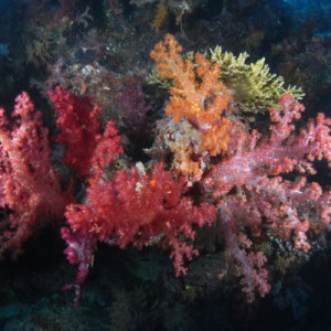 Soft Corals