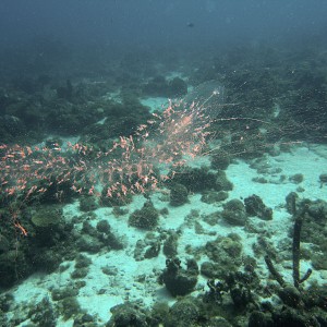 Strange creature at Lagun, Curacao