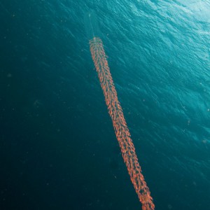 Strange creature at Lagun, Curacao