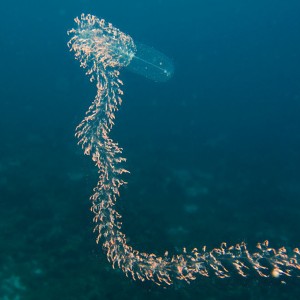 Strange creature at Lagun, Curacao