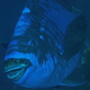 Midnight Parrotfish