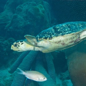 Hawksbill turtle