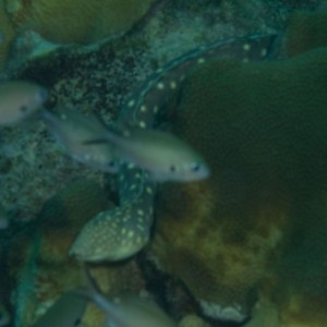 Sharptailed Eel