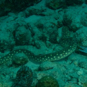 Sharptailed Eel, Moray Eel