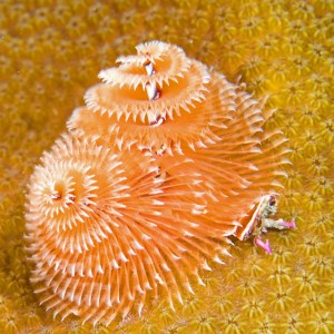 Christmas tree worms