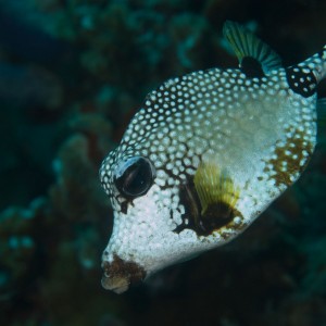 Trunkfish