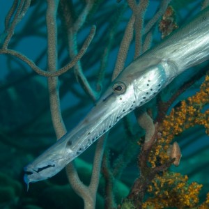 Trumpetfish