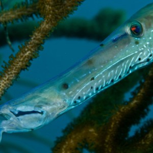 Trumpetfish