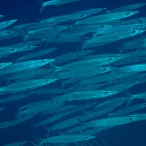 School of Barracuda