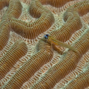 Goby on Brain coral