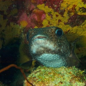 Porcupine (Puffer) Fish