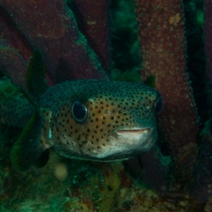 Porcupine Fish