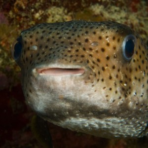 Porcupine Fish