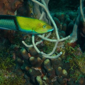 Wrasse