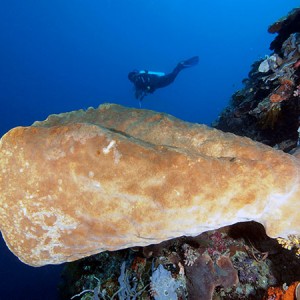 giant_sponge_and_diver