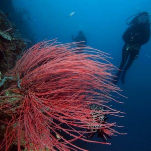red_coral_and_diver
