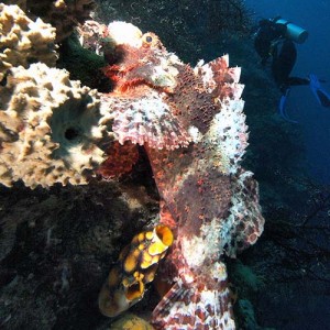 scorpionfish_and_diver